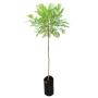 ARBOL PISTACHE B-28 L