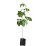 ARBOL ROSA MORADA B-28 L