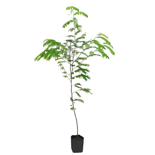 ARBOL TABACHIN ENANO B28 L