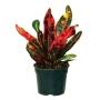 PLANTA CROTO MIX 5"