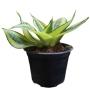 PLANTA HANNY MIX 5"