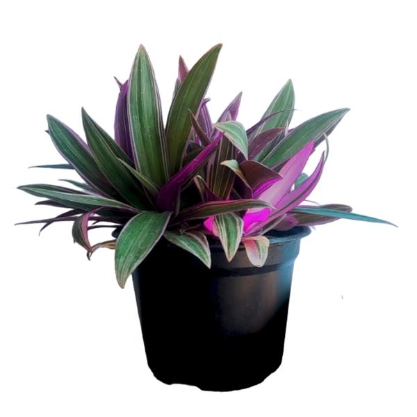 PLANTA RHEA MIX 6"