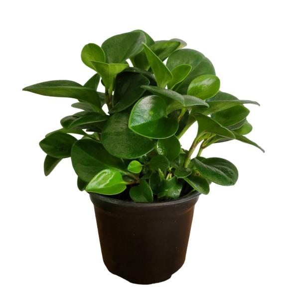 PLANTA PEPEROMIA VERDE 5"