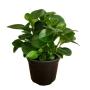PLANTA PEPEROMIA VERDE 5"