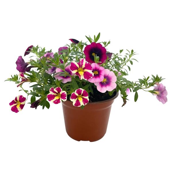 PLANTA CALIBRACHOA 5"