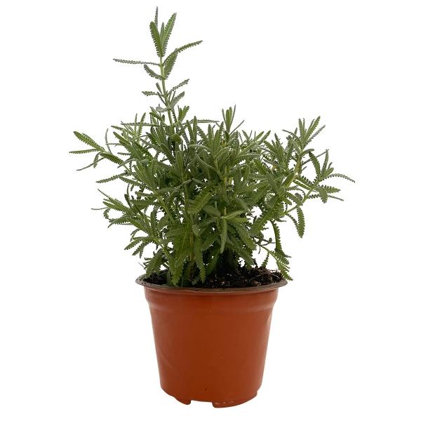 PLANTA LAVANDA 5"