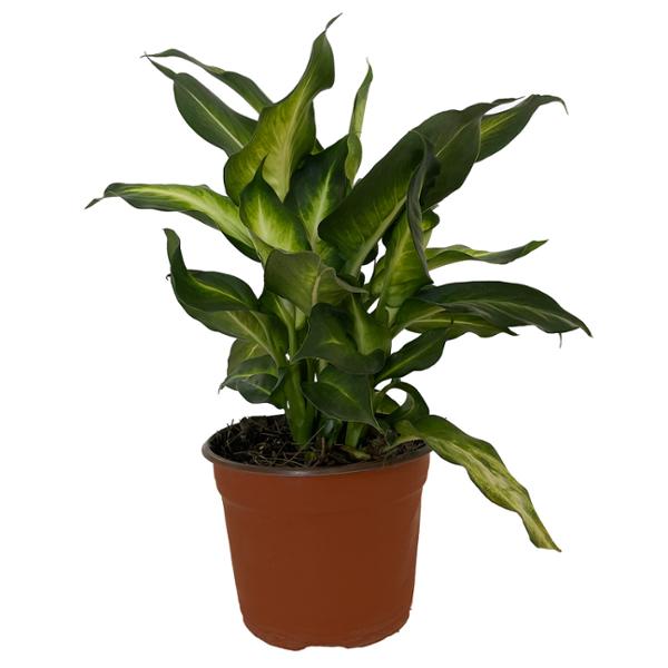 PLANTA MARIANA 6"