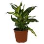 PLANTA MARIANA 6"