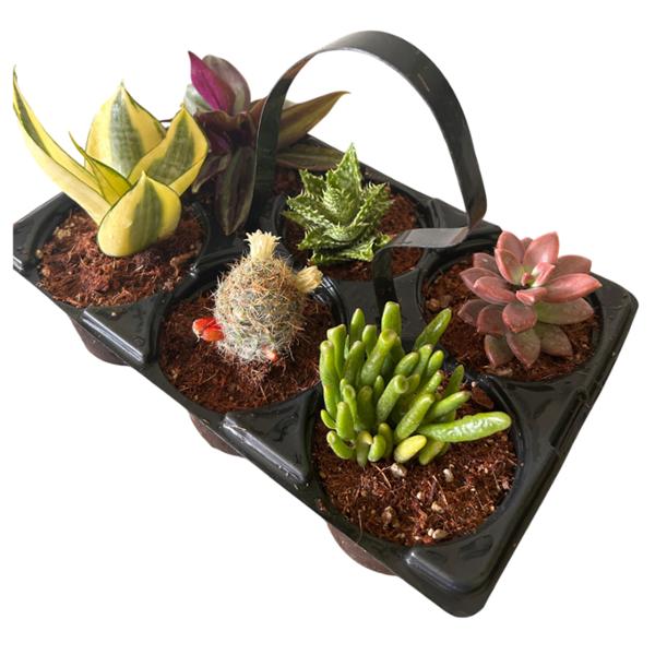 PLANTA SUCULENTA SIX PACK