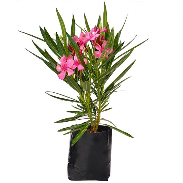 PLANTA ROSA LAUREL COLORES B27 L