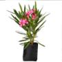 PLANTA ROSA LAUREL COLORES B27 L