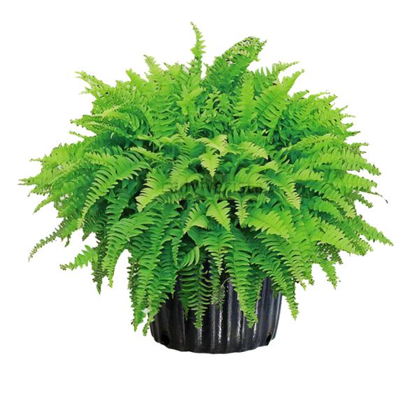 PLANTA HELECHO BOSTON B3 GL