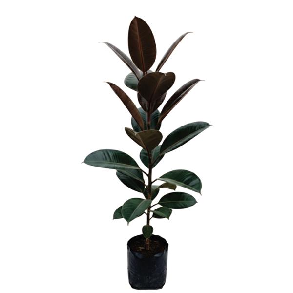 PLANTA FICUS ROBUSTA CABERNET 2M B42 L