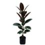 PLANTA FICUS ROBUSTA CABERNET 2M B42 L