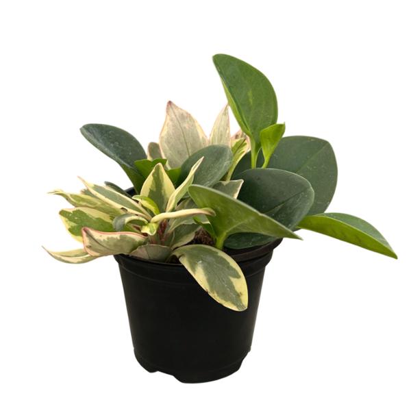 PLANTA PEPEROMIA MIX 5"