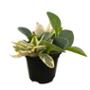PLANTA PEPEROMIA MIX 5"