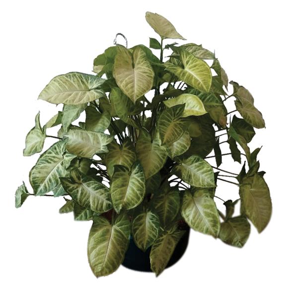 PLANTA SYNGONIO COLGANTE 10"
