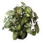 PLANTA SYNGONIO COLGANTE 10"
