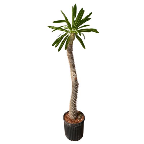 PLANTA PACHIPODIUM B5 GL