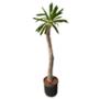 PLANTA PACHIPODIUM B5 GL