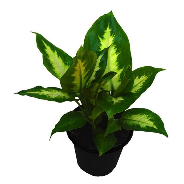 PLANTA CAMILLE 5"