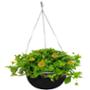 PLANTA WEDELIA AMARILLA COLGANTE 10"