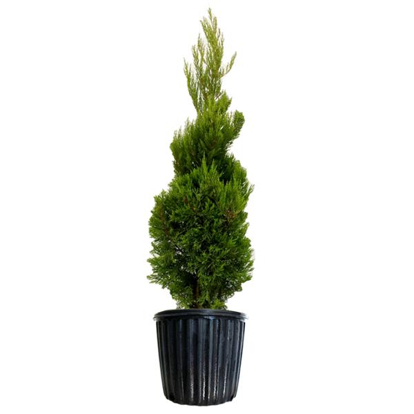 ARBOL CEDRO LIMÓN ESPIRAL B2 GL