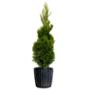 ARBOL CEDRO LIMÓN ESPIRAL B2 GL