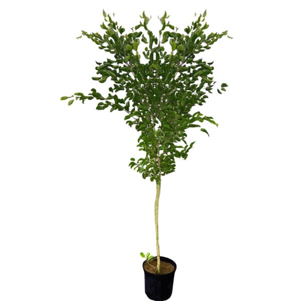 PLANTA FICUS BENJAMINA SENCILLO 2M B3 GL