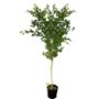 PLANTA FICUS BENJAMINA SENCILLO 2M B3 GL