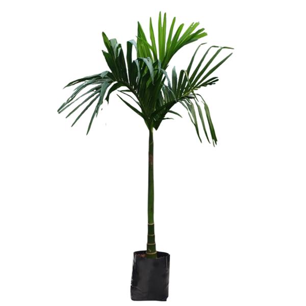 PALMA CATECHU 2M
