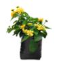 PLANTA LANTANA AMARILLA B25 L