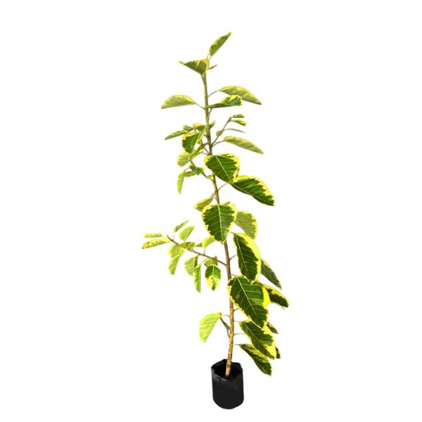 PLANTA FICUS ROBUSTA AMARILLO 2M B42 L