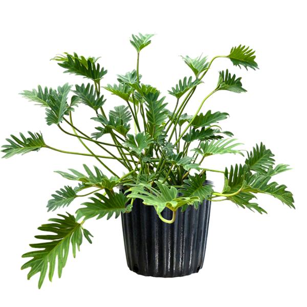 PLANTA XANADÚ B2 GL
