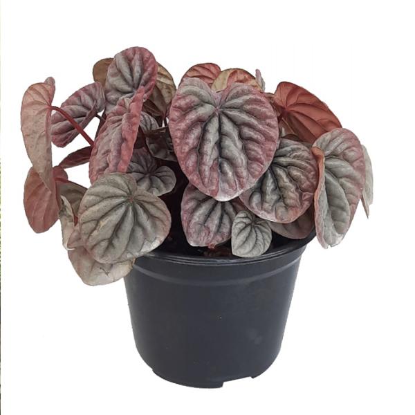 PLANTA CASCARA DE NUEZ 5"