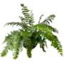 PLANTA HELECHO MACHO COLGANTE 10