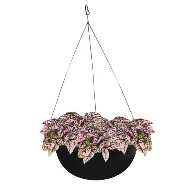 PLANTA HYPOESTES COLGANTE 10"
