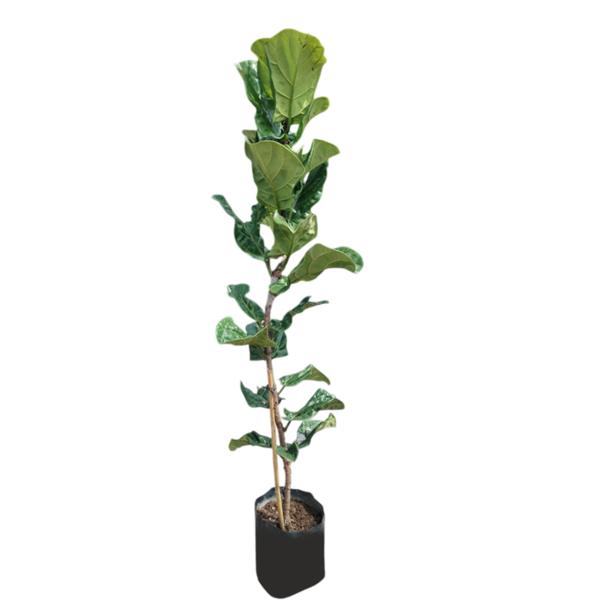 PLANTA FICUS LYRATA 2M