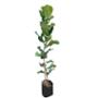 PLANTA FICUS LYRATA 2M