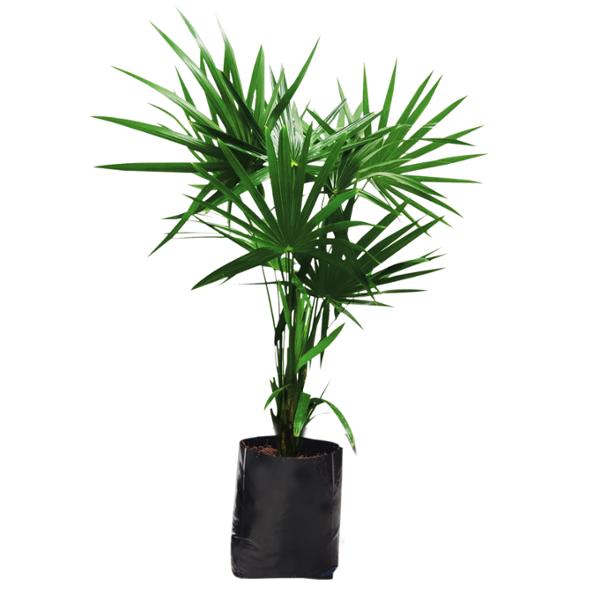 PLANTA PALMA ESTRELLA 1.50M