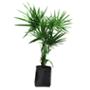 PLANTA PALMA ESTRELLA 1.50M