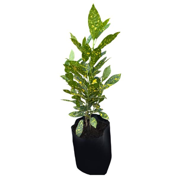 PLANTA CROTO LLUVIA DE ORO B-25 L