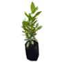 PLANTA CROTO LLUVIA DE ORO B-25 L