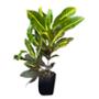 PLANTA CROTO ATIGRADO B-25 L