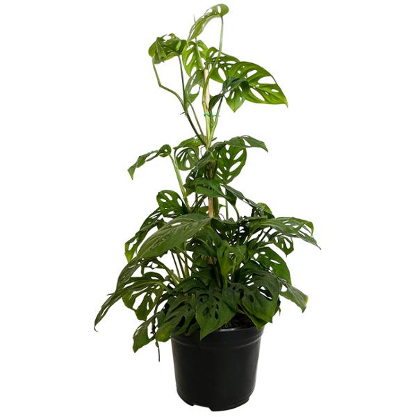PLANTA MONSTERA ADANSONII 6"