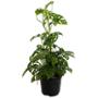 PLANTA MONSTERA ADANSONII 6"