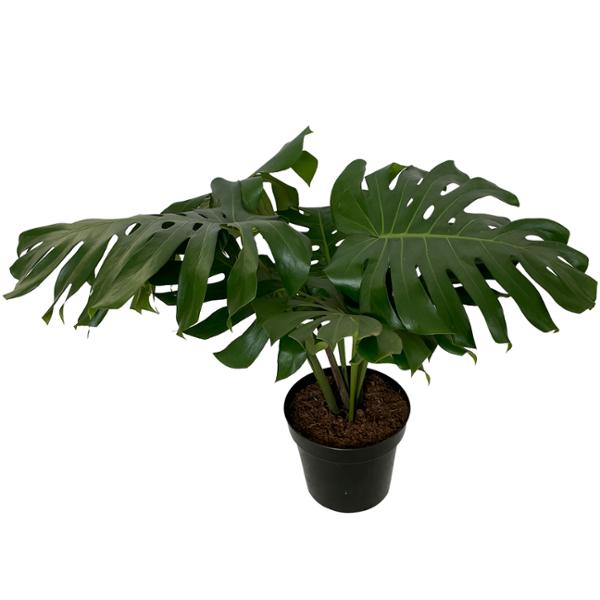 PLANTA MONSTERA PIÑANONA 11"