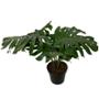 PLANTA MONSTERA PIÑANONA 11"