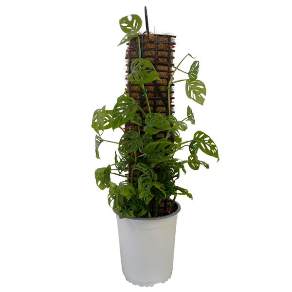 PLANTA TREPADORA VARIEDAD 7"