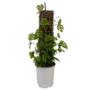 PLANTA TREPADORA VARIEDAD 7"